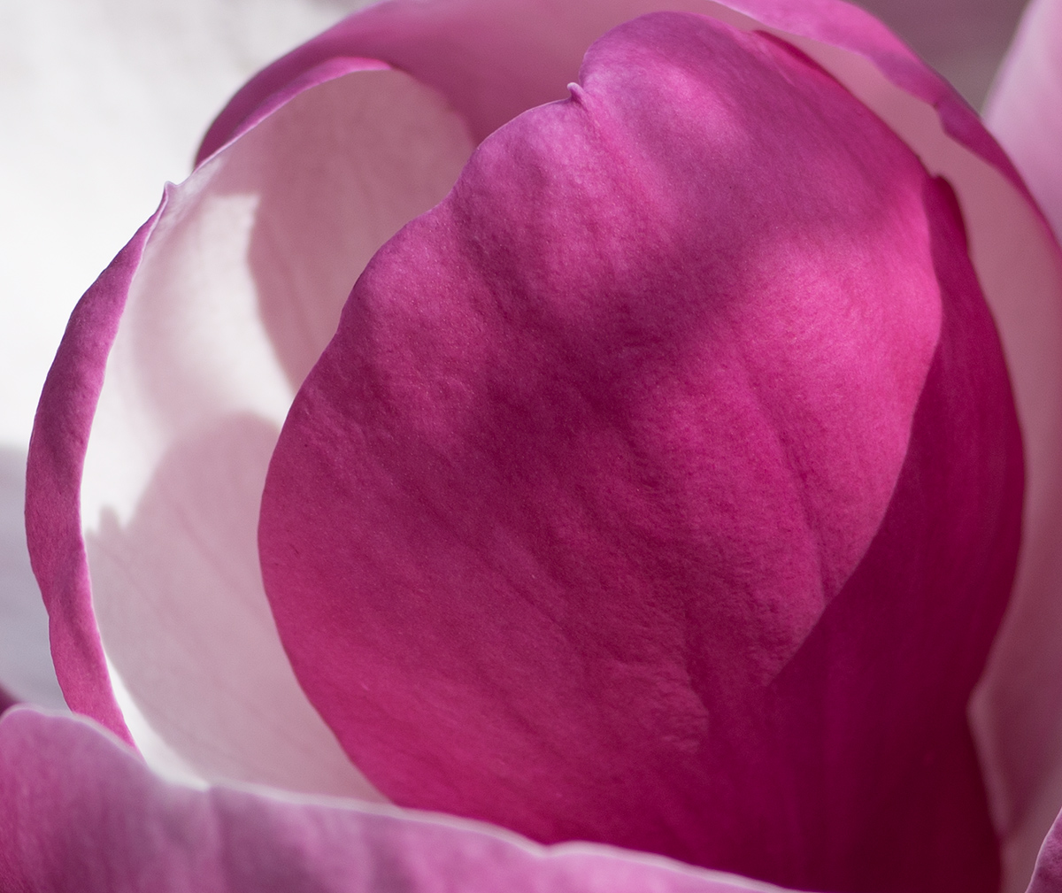 Magnolie