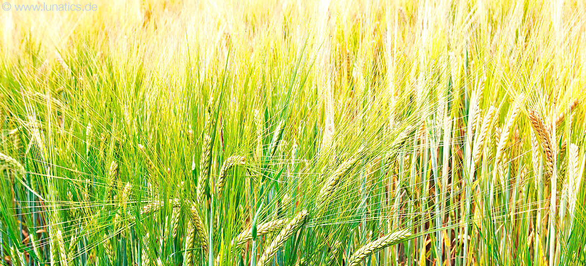 Sommergerste